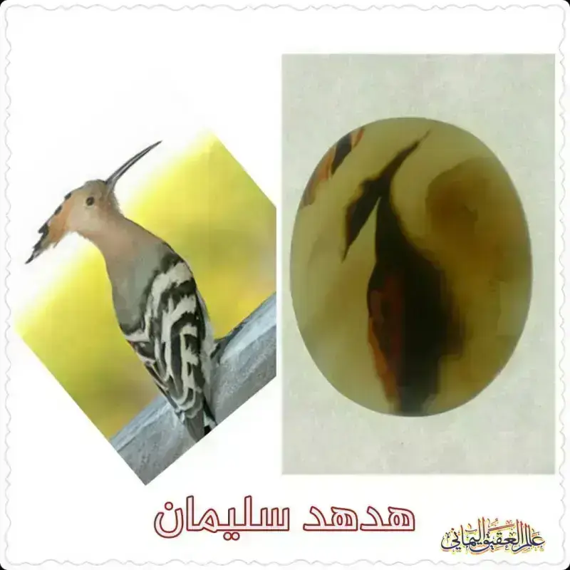 هدهد سليمان 